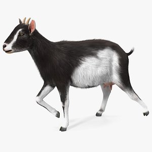 3D Walking Goat Black-White Fur
