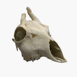 skull deer model
