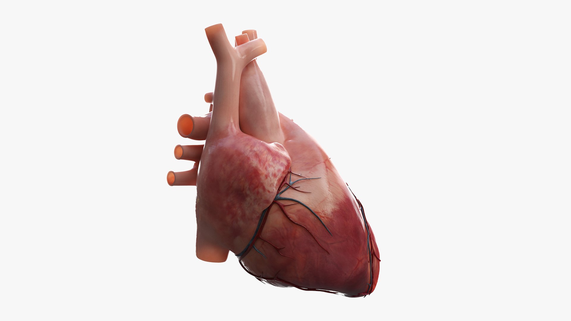Heart Pack Animated model https://p.turbosquid.com/ts-thumb/JA/rvfuq4/5S/heart_lat_section0004/jpg/1627397953/1920x1080/fit_q87/2fa0c9a87711b476dcf0e0d0d84c15d27cd958a5/heart_lat_section0004.jpg
