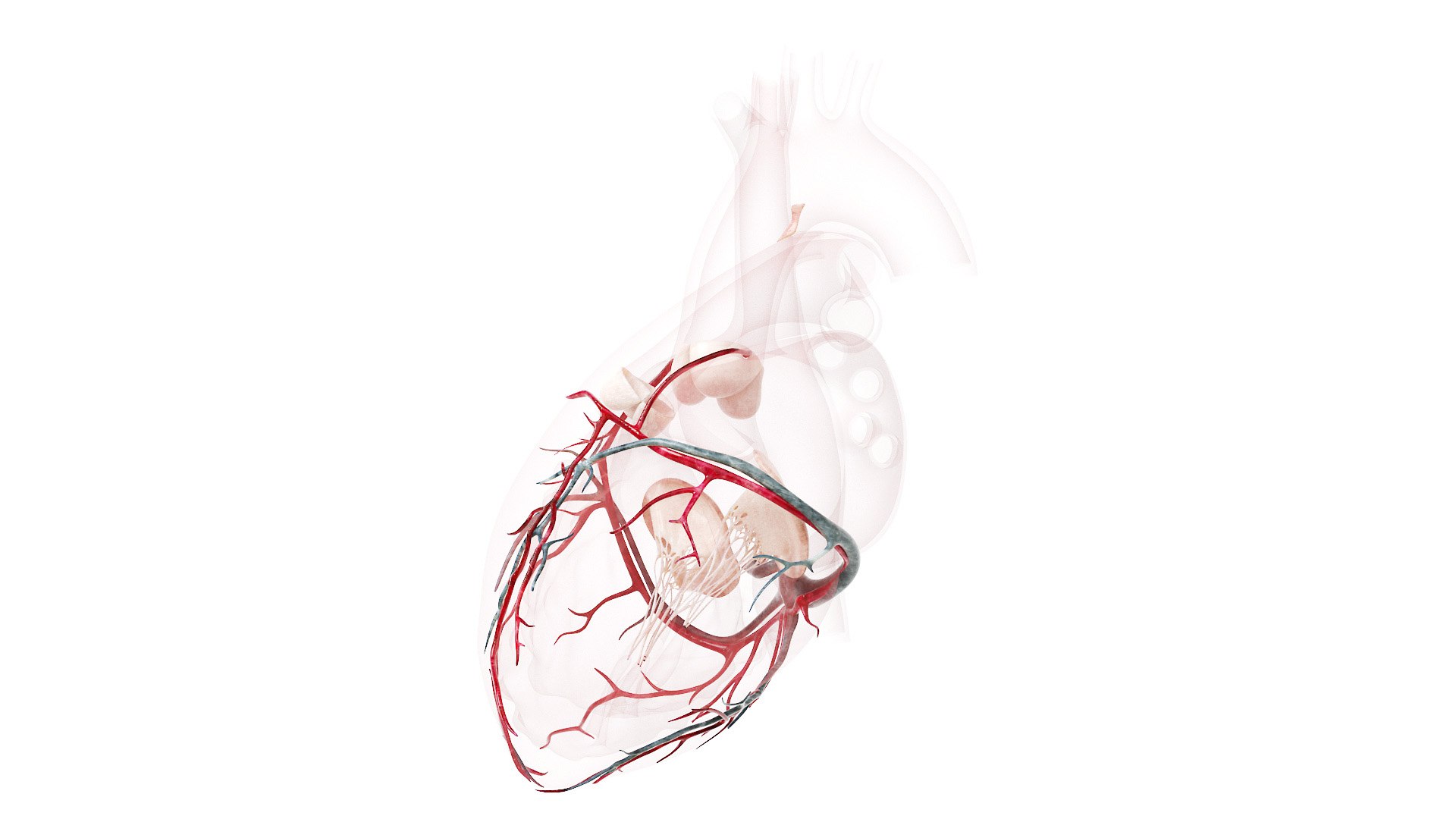 Heart Pack Animated model https://p.turbosquid.com/ts-thumb/JA/rvfuq4/6s/heart_v2f_tr3f_v0003/jpg/1627388168/1920x1080/fit_q87/6269819f129fae71811978f200521faecc2b3b89/heart_v2f_tr3f_v0003.jpg