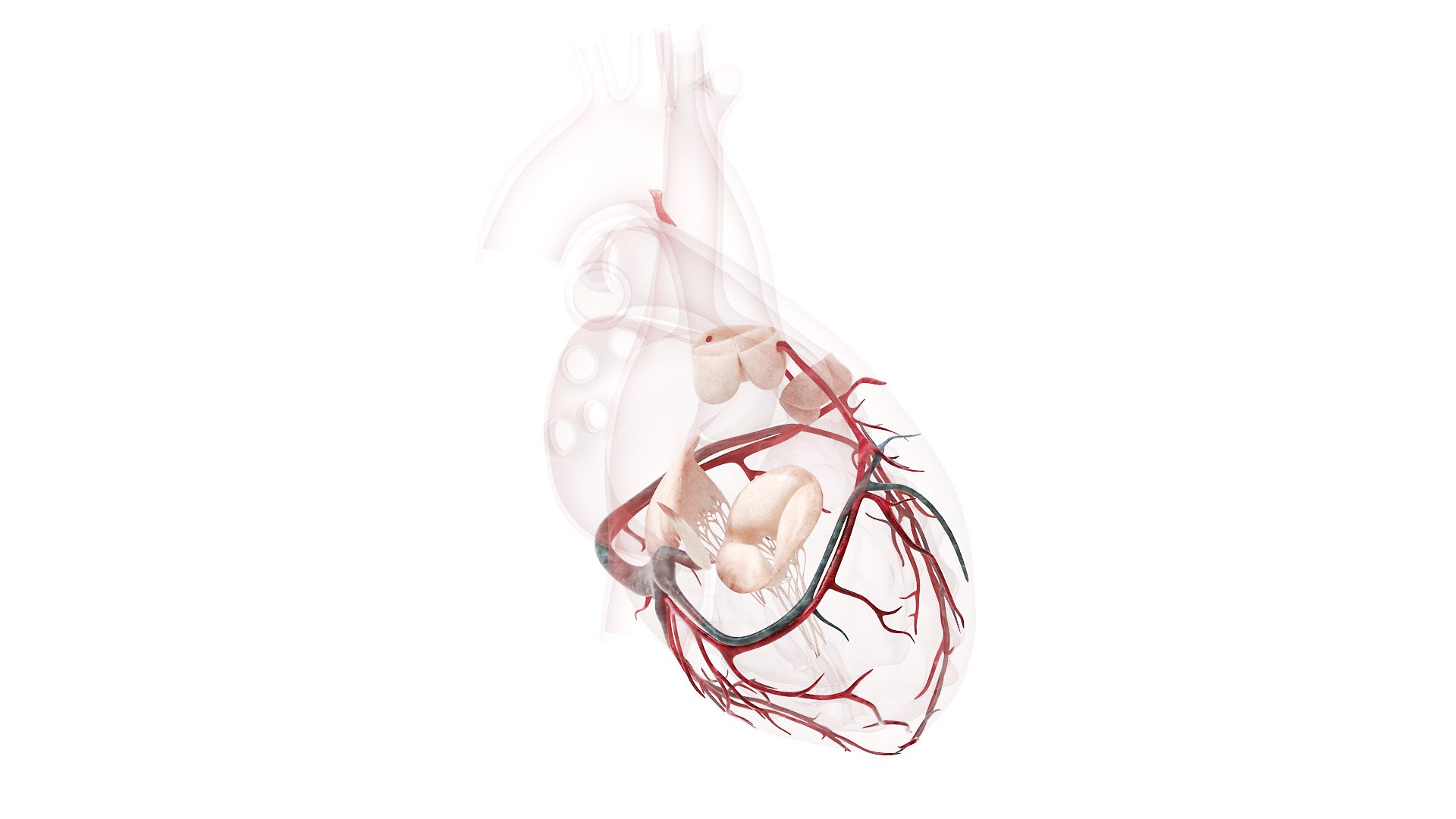 Heart Pack Animated model https://p.turbosquid.com/ts-thumb/JA/rvfuq4/Li/heart_v2f_tr3f_v0001/jpg/1627388168/1920x1080/fit_q87/471addc03337fa355be608fc3b6bd9fef4411f8d/heart_v2f_tr3f_v0001.jpg