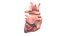 Heart Pack Animated