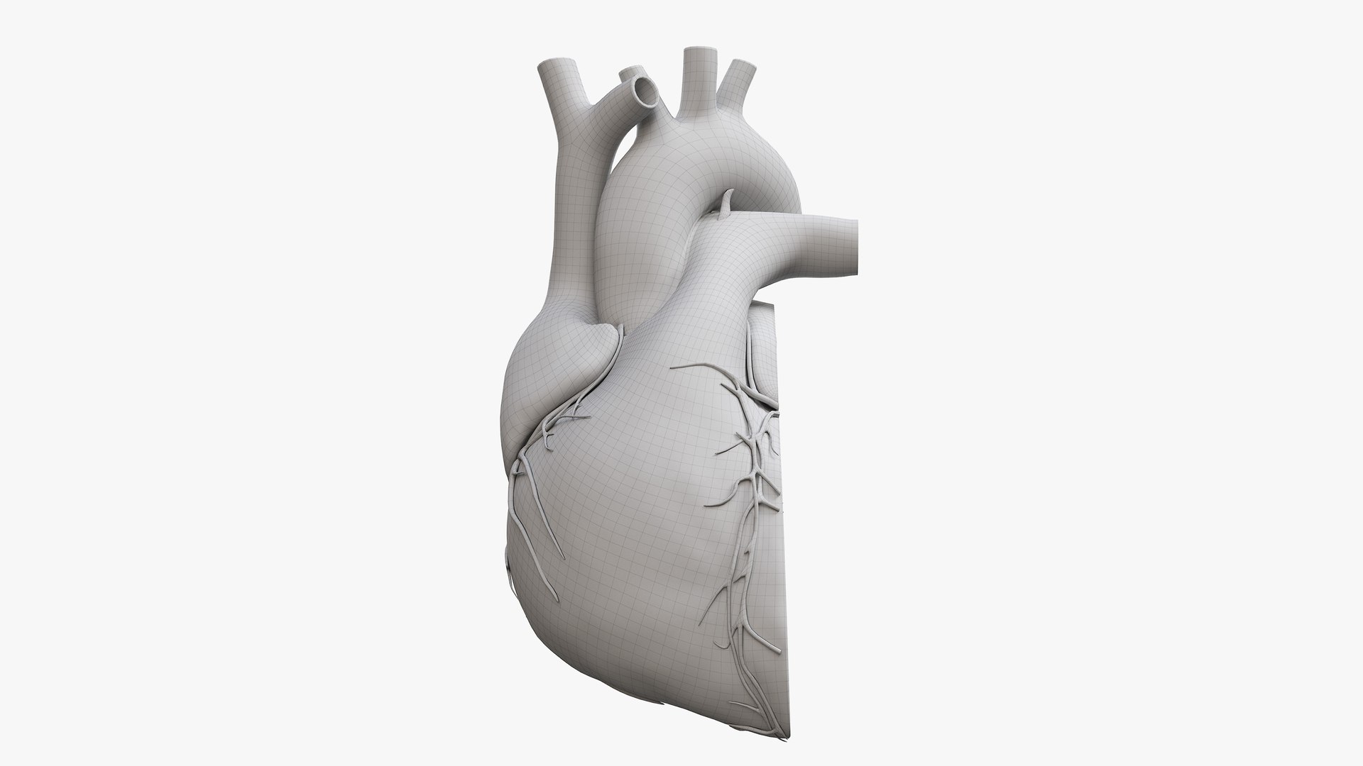 Heart Pack Animated model https://p.turbosquid.com/ts-thumb/JA/rvfuq4/Zo/heart_lat_section_wire0003/jpg/1627458365/1920x1080/fit_q87/446e6f6705a079130900175f166e49c4e52141bf/heart_lat_section_wire0003.jpg