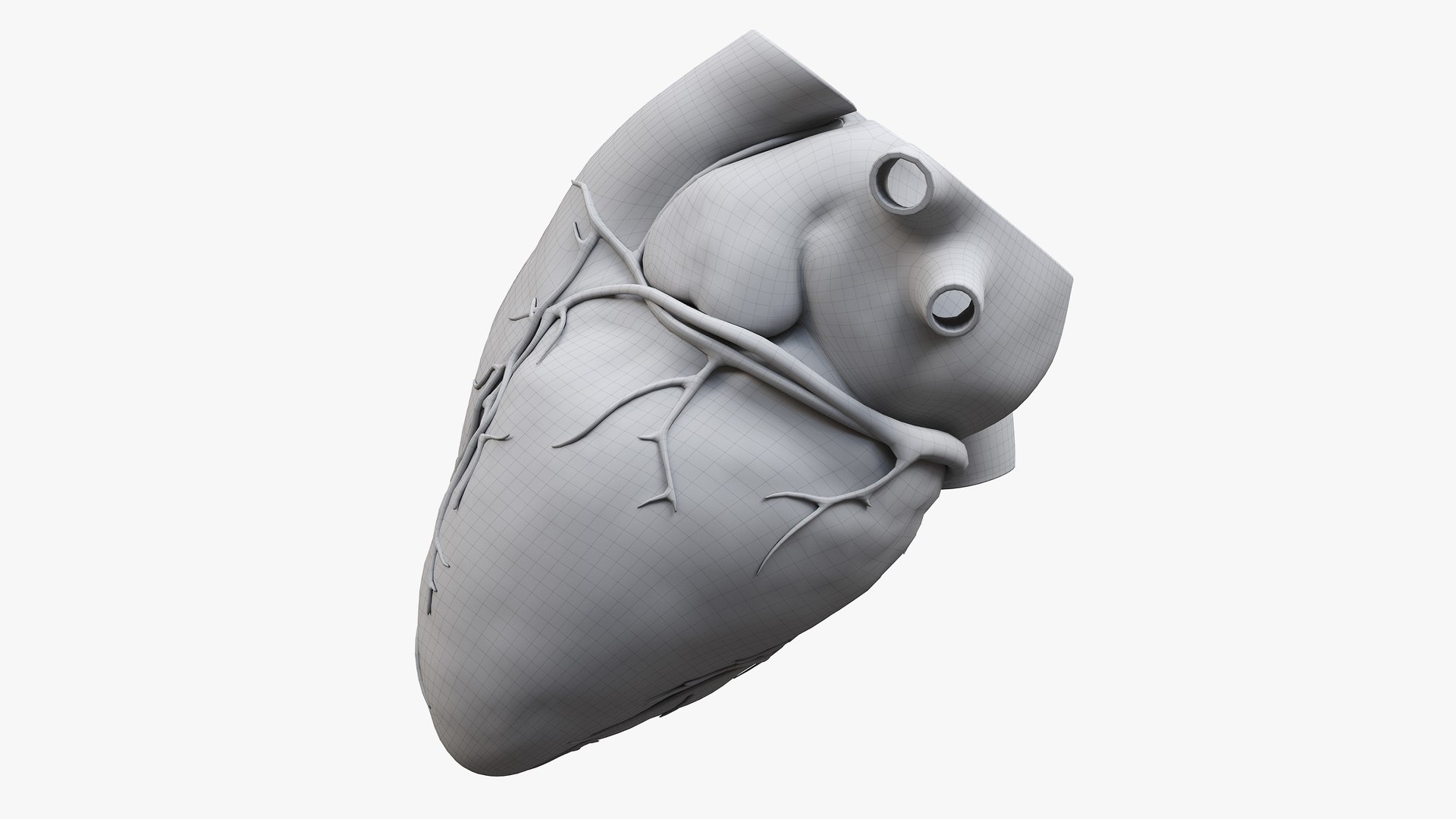 Heart Pack Animated model https://p.turbosquid.com/ts-thumb/JA/rvfuq4/rn/heart_transverse_section_wire0002/jpg/1627457805/1920x1080/fit_q87/54805c48862ac0f050cb40c1b6c7ab85b85fd21c/heart_transverse_section_wire0002.jpg