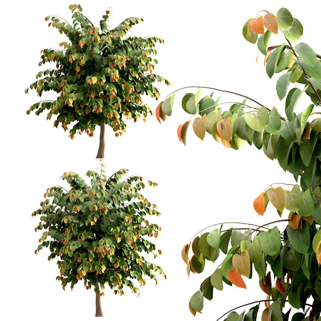 Set Of Rising Sun Redbud Or Cercis Canadensis Trees - 4 Trees 3D Model ...