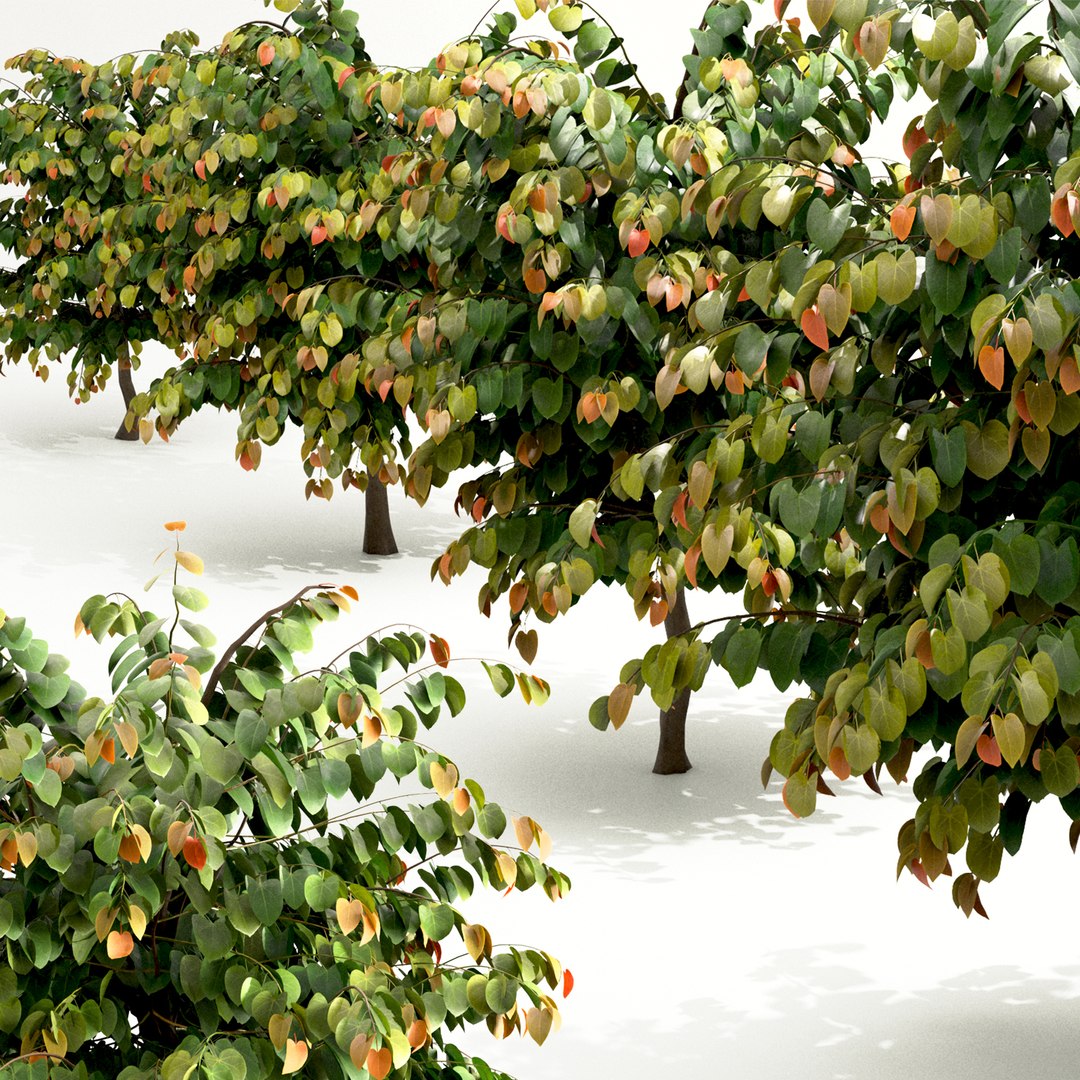 Set Of Rising Sun Redbud Or Cercis Canadensis Trees - 4 Trees 3D Model ...