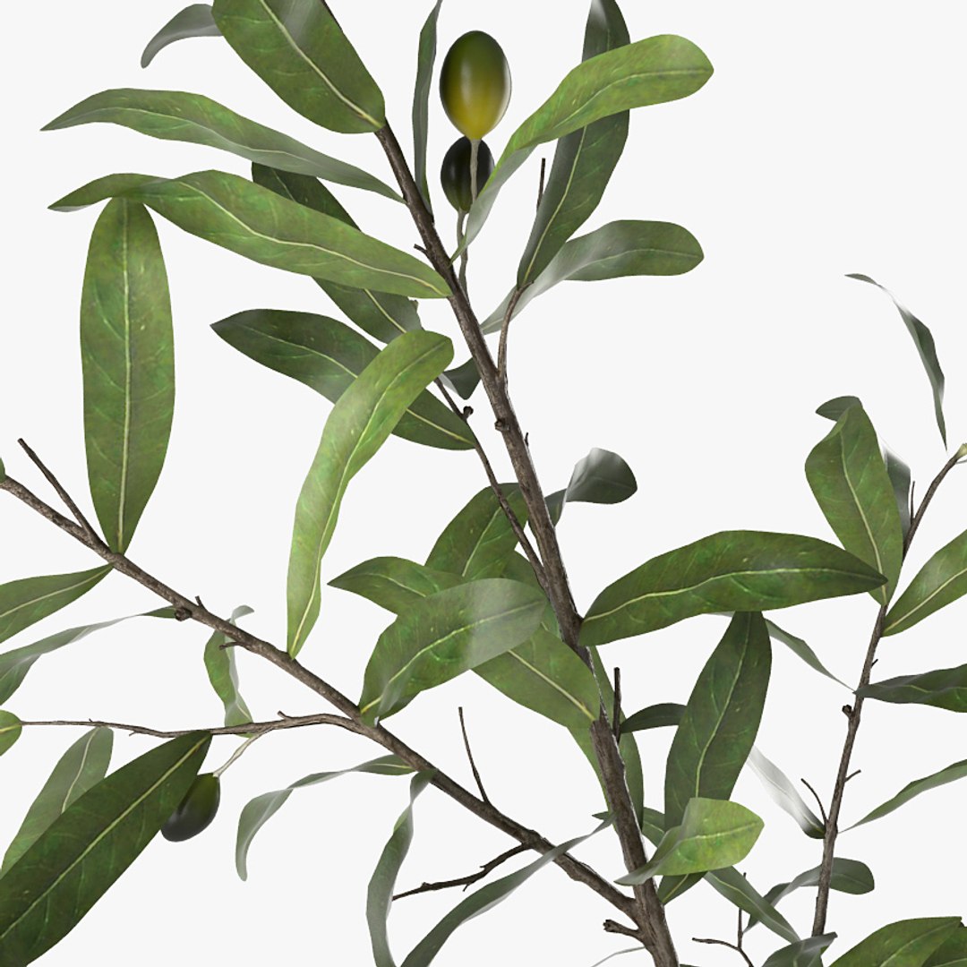 3D olive branch vase model https://p.turbosquid.com/ts-thumb/JB/LhUsUH/4ArgBjYd/c6p/jpg/1540148994/1920x1080/fit_q87/bdd653c25f80bf6c7f29c42ced300918cb8e6a20/c6p.jpg