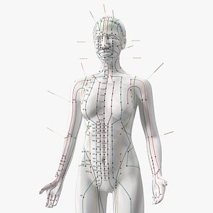 3D Female Acupuncture Anatomy Chart with Needles model