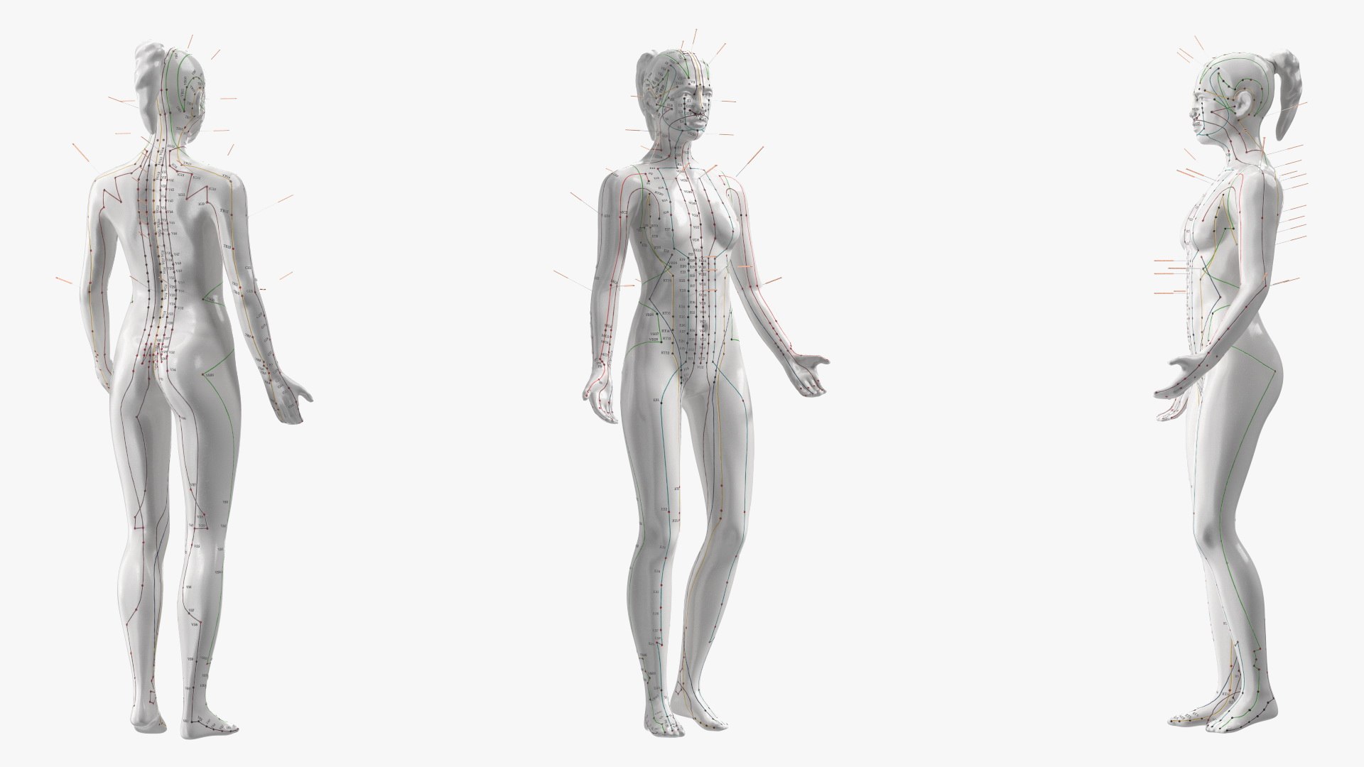 3D Female Acupuncture Anatomy Chart With Needles Model - TurboSquid 2253636