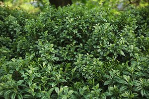 XfrogPlants Bahama Wild Coffee - Psychotria Ligustrifilua