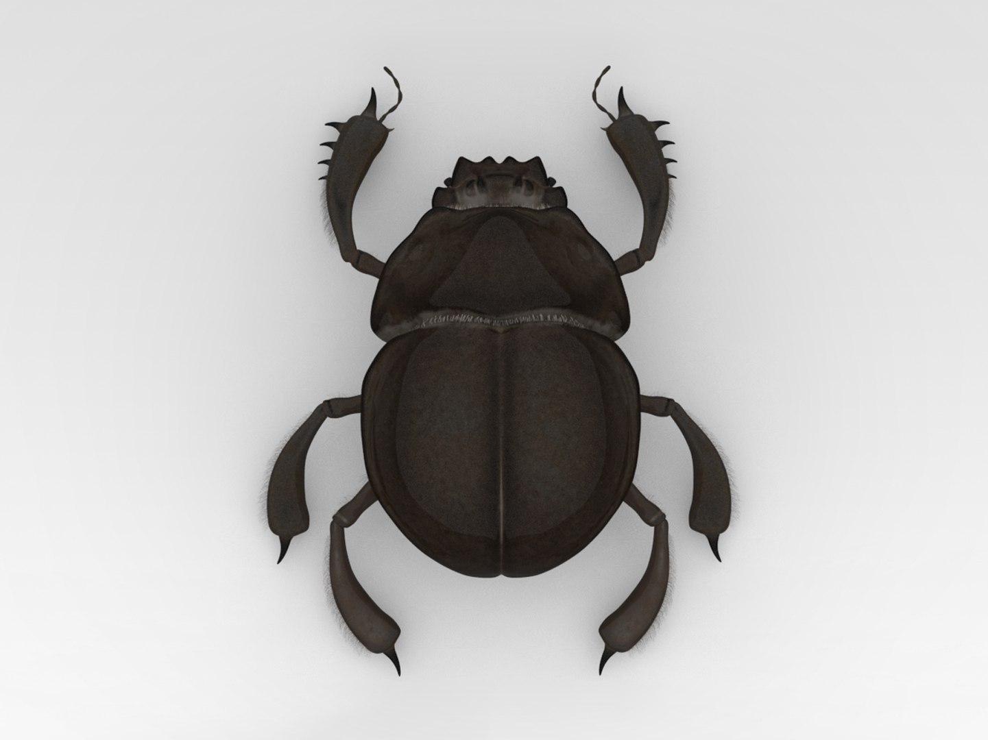 Scarab 3d Model Turbosquid 1841355