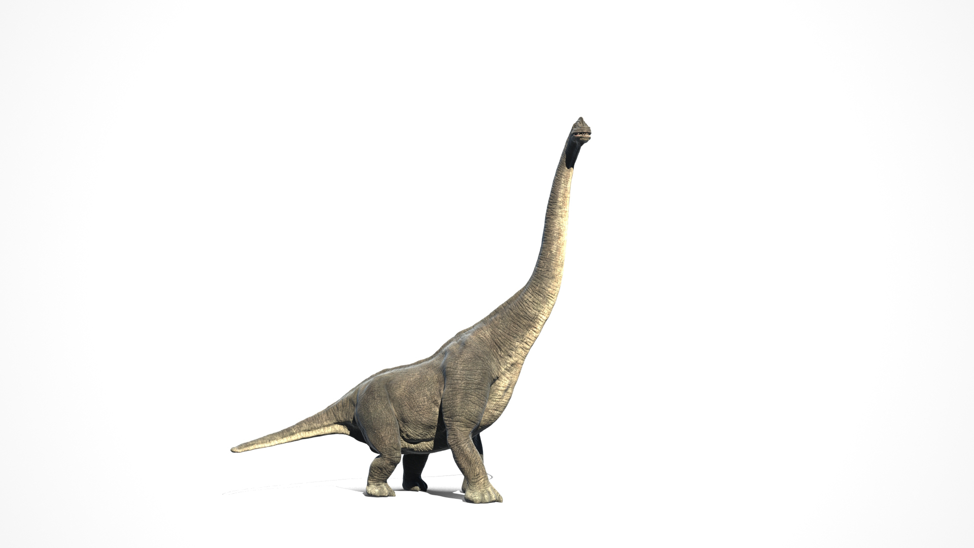 File:Long neck dino Long neck Brachiosaurus animation cartoon video game  sprite 3D model.png - Wikimedia Commons