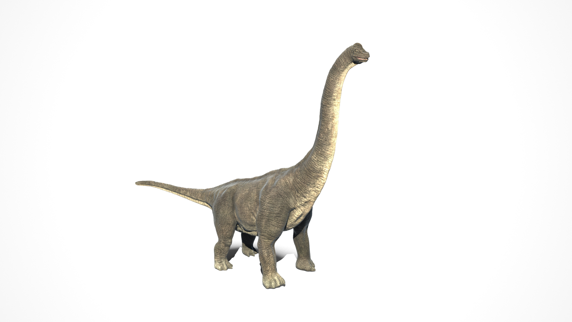 Brachiosaurus - Rigged And Animated 3D Model - TurboSquid 1774746