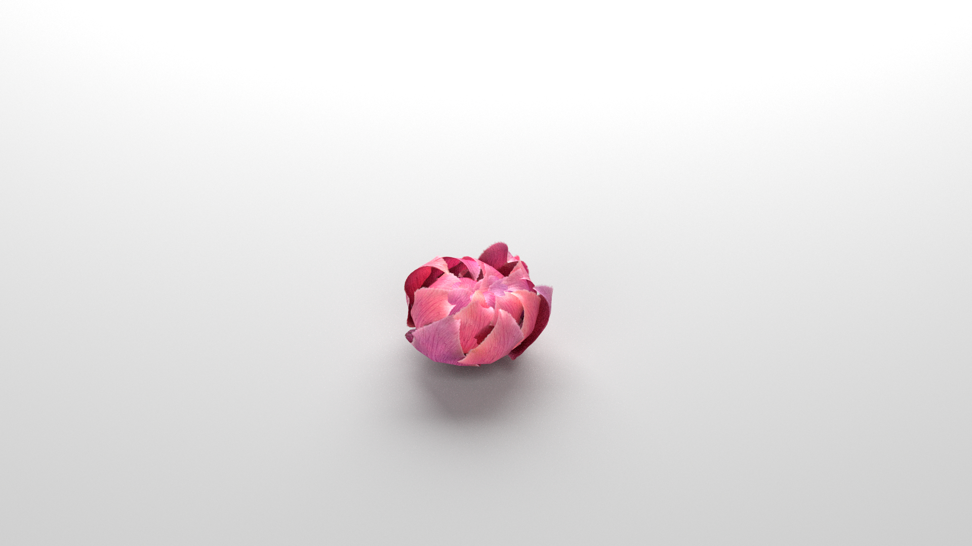 3D Flower Animated Rose Bloom Model - TurboSquid 2318978