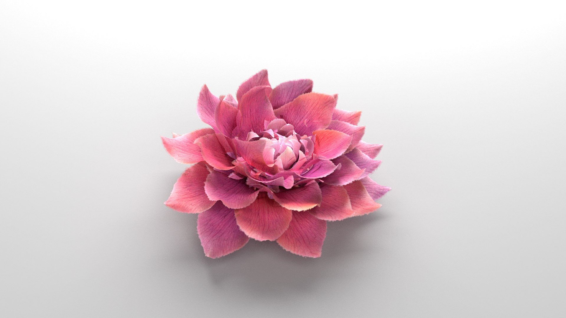 3D Flower Animated Rose Bloom Model - TurboSquid 2318978