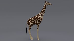 3D model giraffe