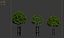 Tree with wooden guard