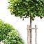 Tree with wooden guard