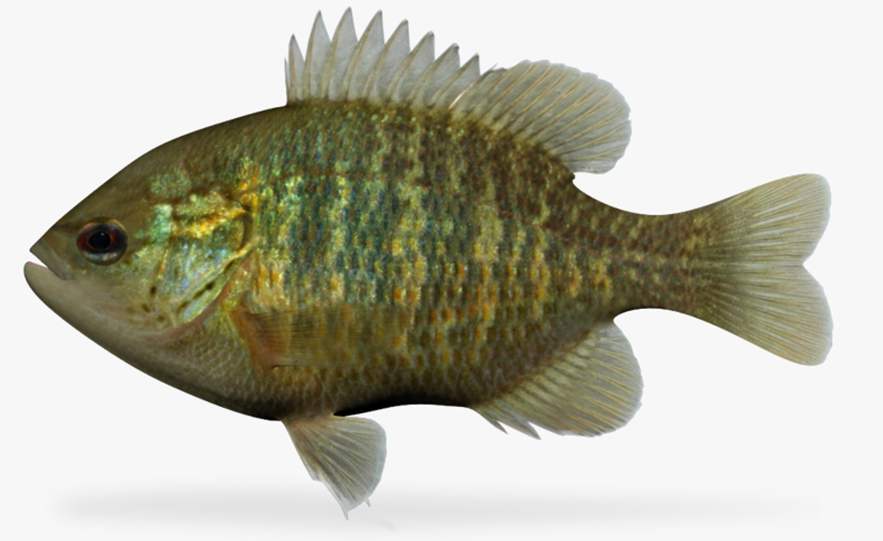 Redspotted Sunfish