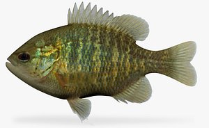 Lepomis miniatus Redspotted Sunfish