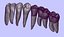 Mandible Teeth
