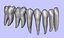 Mandible Teeth