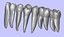 Mandible Teeth