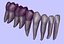 Mandible Teeth