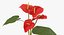 Anthurium - Bouquet