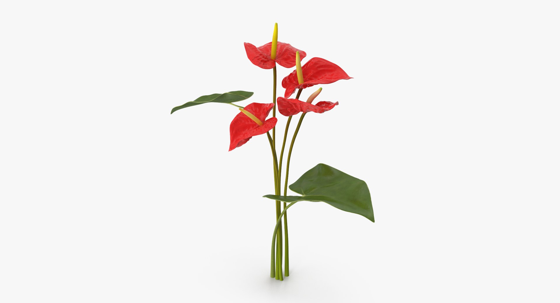 anthurium bouquet - 3d model https://p.turbosquid.com/ts-thumb/JC/Ry8O4P/YvbHesJW/anthurium_04_001_bouquet_thumbnail_0001/jpg/1462638473/1920x1080/fit_q87/323d9f5fd872dbcc2128293c6b70df59ab183e40/anthurium_04_001_bouquet_thumbnail_0001.jpg