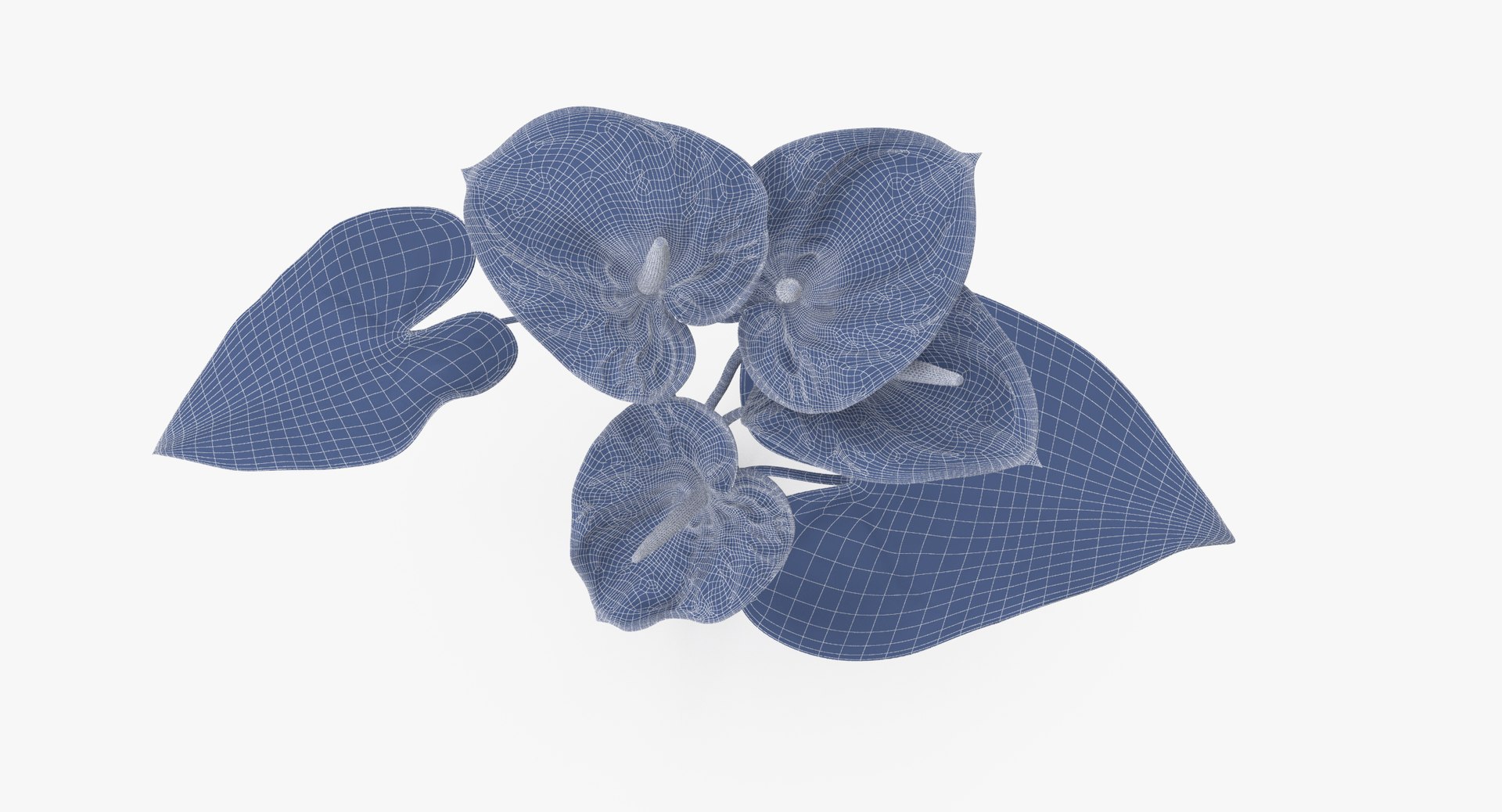 Anthurium Bouquet - 3d Model