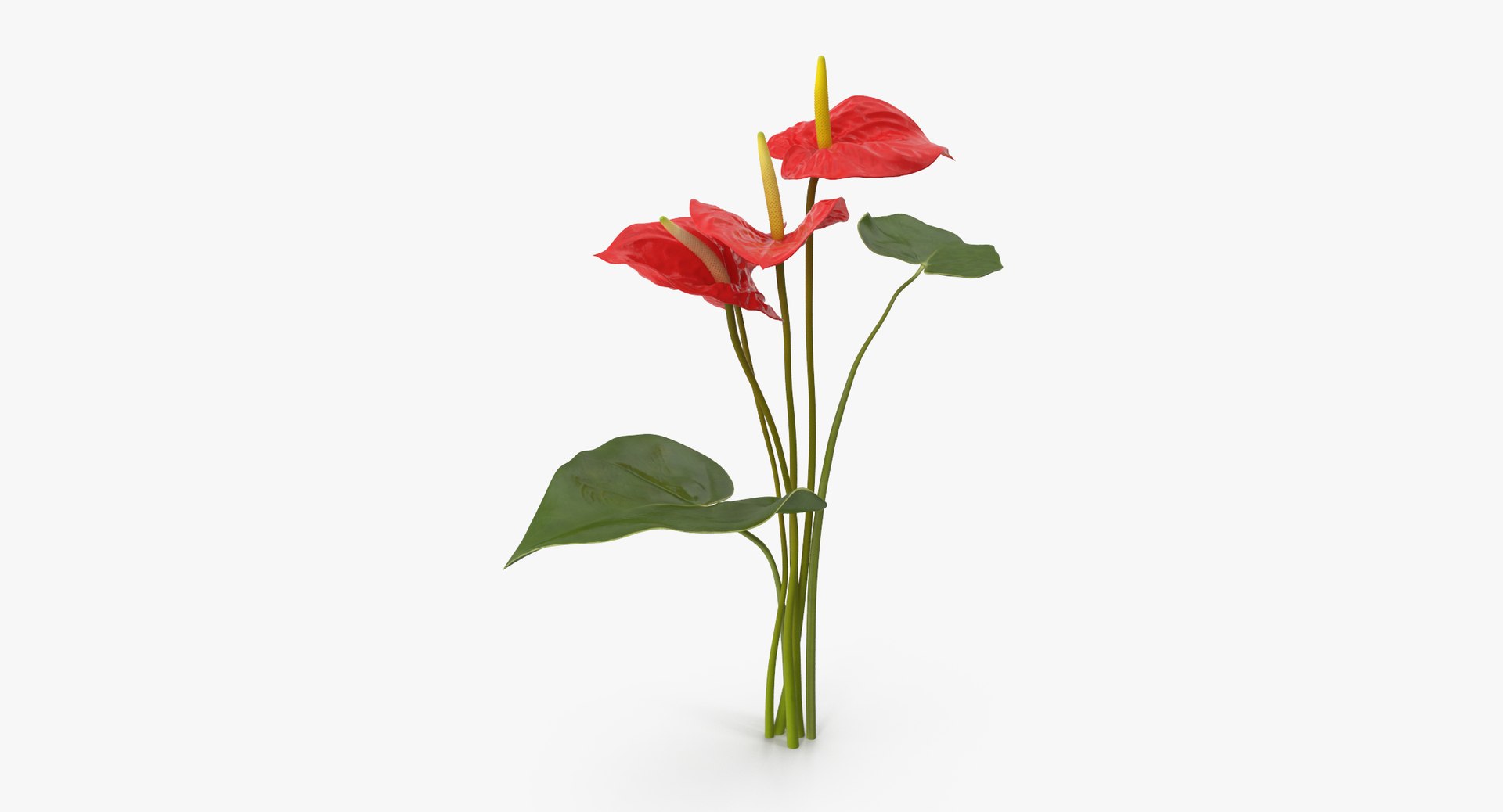 anthurium bouquet - 3d model https://p.turbosquid.com/ts-thumb/JC/Ry8O4P/edoPZus5/anthurium_04_001_bouquet_thumbnail_0002/jpg/1462638473/1920x1080/fit_q87/8dcb02cc897bcb04919979e998326a0a4e502d11/anthurium_04_001_bouquet_thumbnail_0002.jpg
