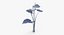 Anthurium - Bouquet