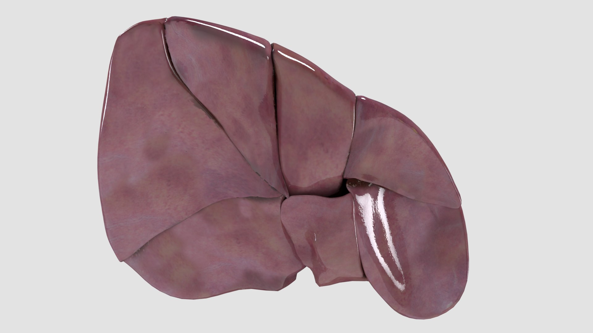 Human liver with segments 3D https://p.turbosquid.com/ts-thumb/JC/VneIdH/1w/3humanliversegmentsbottom/png/1640374608/1920x1080/fit_q87/eaedeeeeca65e8921bbae9f5cc8c43b8c1437362/3humanliversegmentsbottom.jpg