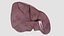 Human Liver With Segments