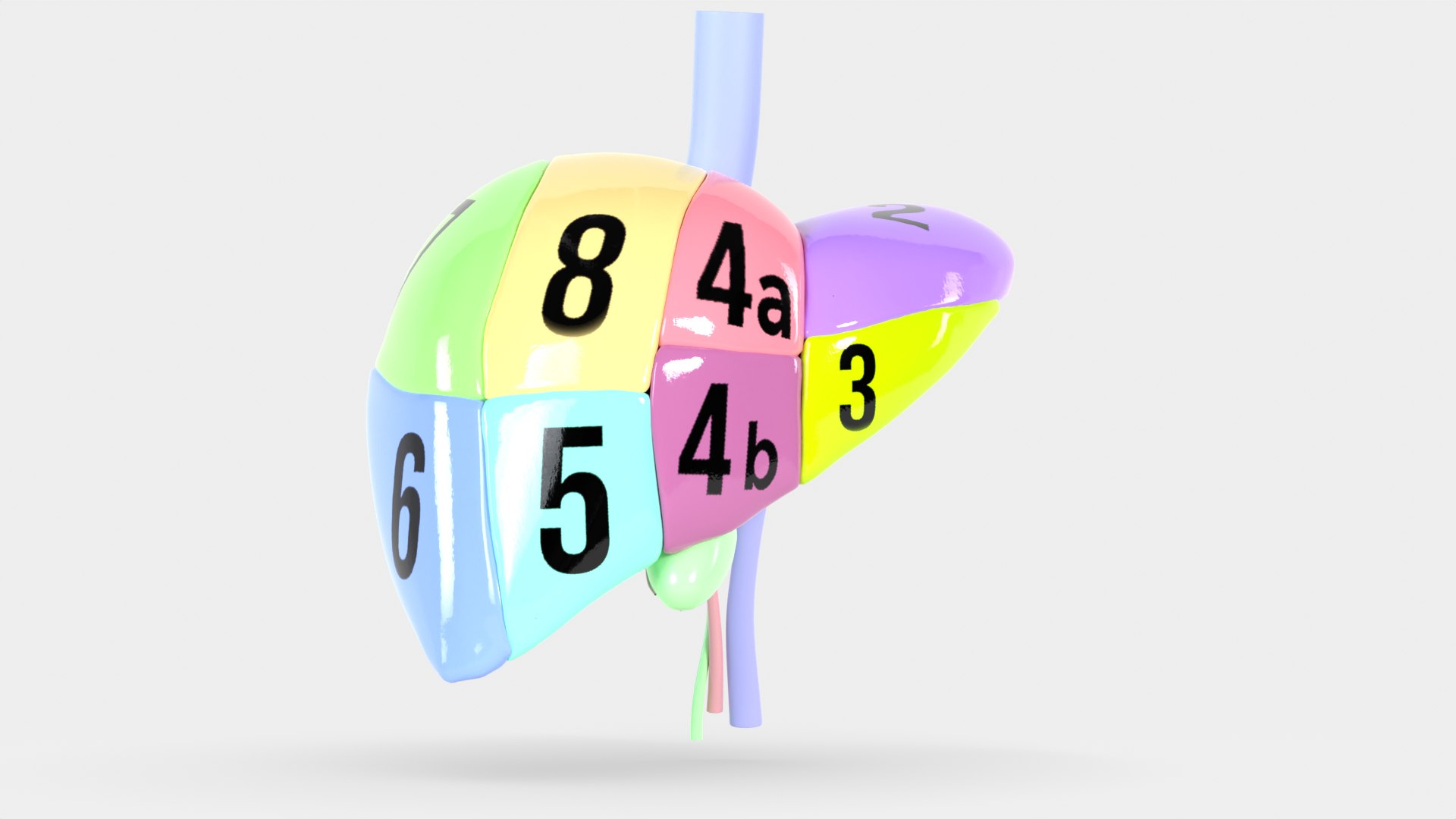 Human liver with segments 3D https://p.turbosquid.com/ts-thumb/JC/VneIdH/4b/1humanliverfrontsegmentsdivided/png/1640374613/1920x1080/fit_q87/f0158175524cdb89ff7f27f524d36a5a676e90ab/1humanliverfrontsegmentsdivided.jpg