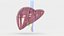Human Liver With Segments
