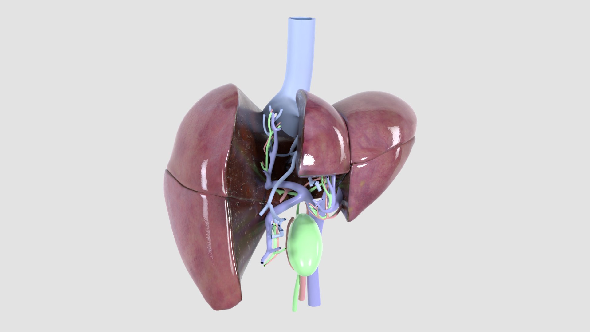 Human liver with segments 3D https://p.turbosquid.com/ts-thumb/JC/VneIdH/9Z/6vesselssegments_side/png/1640374606/1920x1080/fit_q87/c5421ca1a784b7bab16728368380c71bc863ec59/6vesselssegments_side.jpg