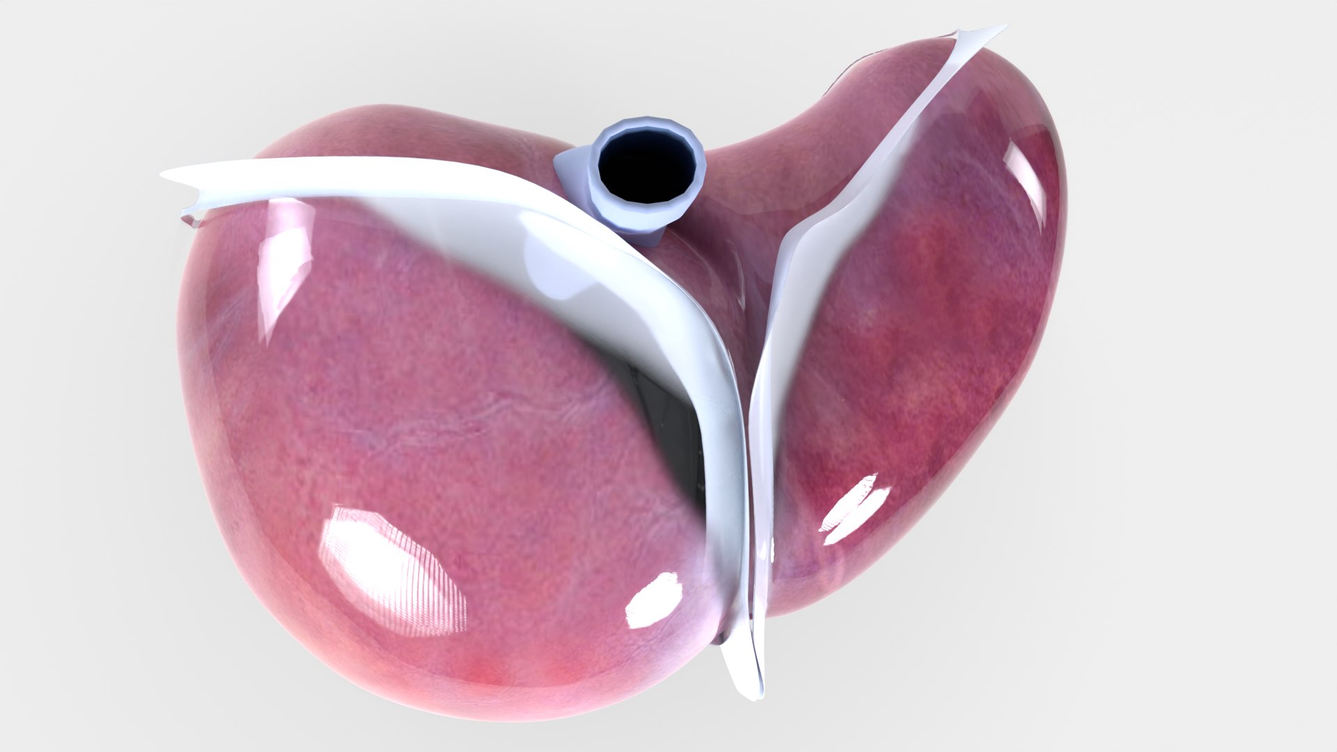 Human liver with segments 3D https://p.turbosquid.com/ts-thumb/JC/VneIdH/AE/2humanlivertopall/png/1640374627/1920x1080/fit_q87/d021dc37682fbb7e761e2278a90d44b88ee14ac6/2humanlivertopall.jpg