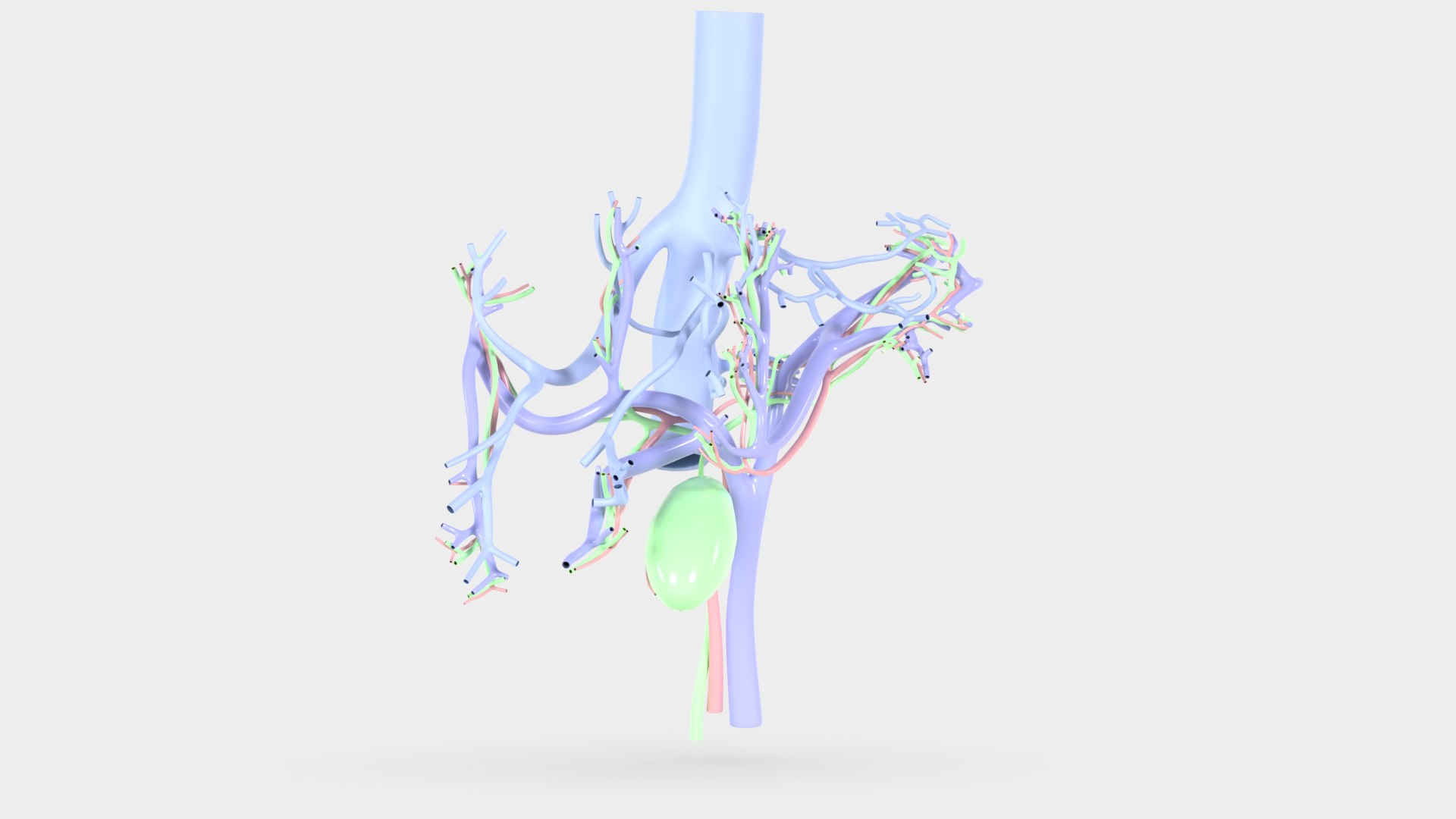 Human liver with segments 3D https://p.turbosquid.com/ts-thumb/JC/VneIdH/IN/1humanliverfrontvessels/png/1640374623/1920x1080/fit_q87/6961c2546a2a2d4499c853971c2ec988bea5c363/1humanliverfrontvessels.jpg