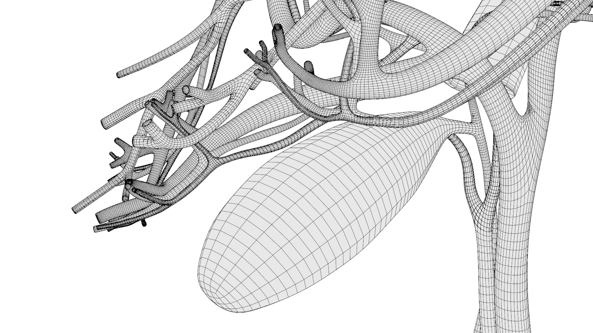 Human liver with segments 3D https://p.turbosquid.com/ts-thumb/JC/VneIdH/Kt/5vesselswireframe/png/1640374675/1920x1080/fit_q87/54a8da19e6a95111fe00cb8a626884cac36824bc/5vesselswireframe.jpg