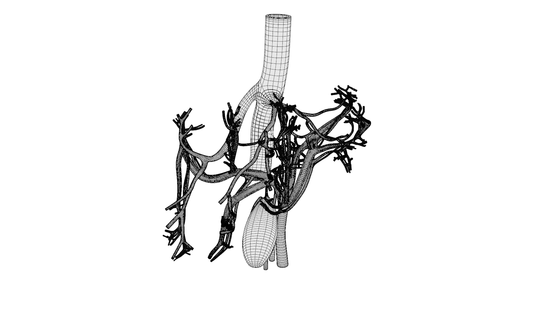 Human liver with segments 3D https://p.turbosquid.com/ts-thumb/JC/VneIdH/PO/vessels_wireframe/png/1640378220/1920x1080/turn_fit_q99/9089f59d3d66c5f2e27702cffb2fc3d0135a6883/vessels_wireframe-1.jpg
