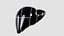 Human Liver With Segments