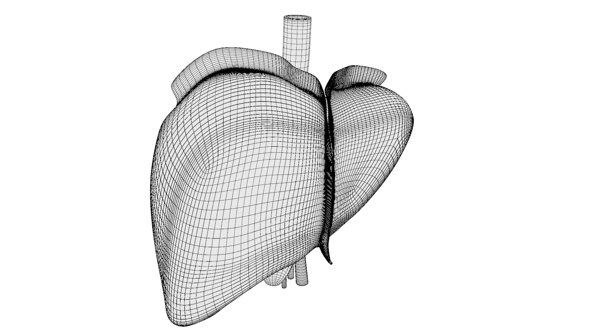 Human liver with segments 3D https://p.turbosquid.com/ts-thumb/JC/VneIdH/Pf/1humanliverfrontall_wireframe/png/1640374674/1920x1080/fit_q87/4d26bcc83ae4bd4402d3a78b047858c5d7a58efd/1humanliverfrontall_wireframe.jpg
