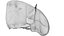 Human Liver With Segments