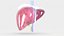 Human Liver With Segments