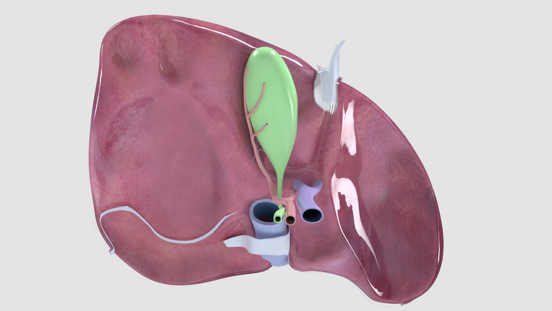 Human liver with segments 3D https://p.turbosquid.com/ts-thumb/JC/VneIdH/cR/3humanliverbottomall/png/1640374612/1920x1080/fit_q87/daf29032dea742dfe04763a87bf9a71593961ecd/3humanliverbottomall.jpg