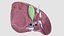 Human Liver With Segments