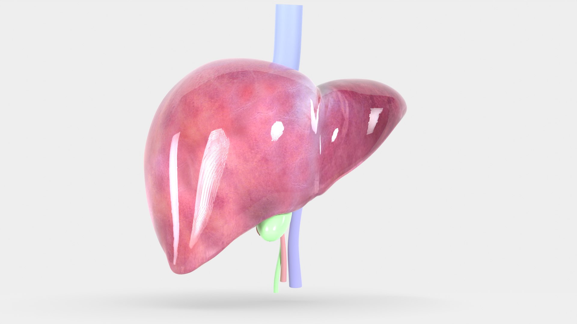 Human liver with segments 3D https://p.turbosquid.com/ts-thumb/JC/VneIdH/gt/1humanliverfrontwoperitoneum/png/1640374625/1920x1080/fit_q87/3682b101500e0a716b5d43870c5ee6ff5be9d40a/1humanliverfrontwoperitoneum.jpg