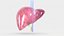 Human Liver With Segments